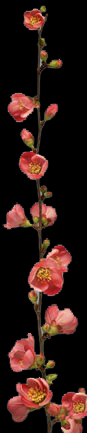 chaenomeles 