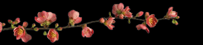 chaenomeles 