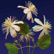 clematis 3D