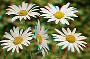 daisies