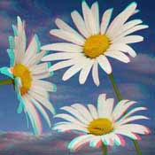 daisy 3D