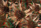 eryngium 3D
