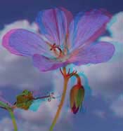 geranium