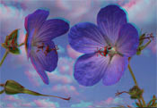 geranium