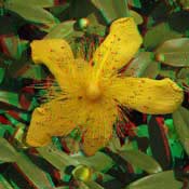 hypericum 