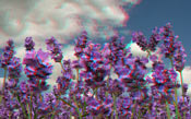 lavender