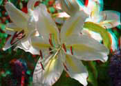 lilies 3D