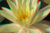 lily-water.
