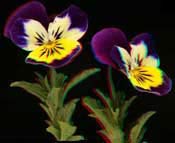 pansies