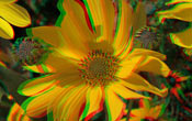 Rudbeckia