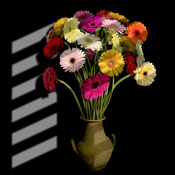 gerberas