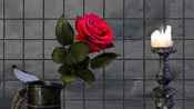 candelabra rose