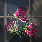 lilies flame