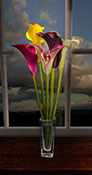 lilies calla
