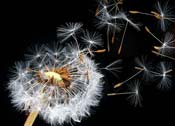 pappus