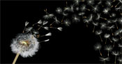 pappus