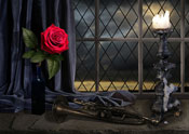 rose still life