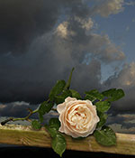 rose pink rain