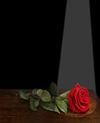 rose under spot light
