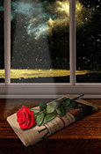rose under spot light