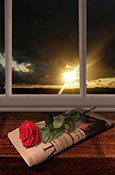 rose sunset