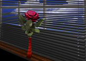 rose and shuter
