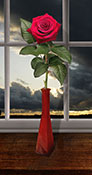 rose red