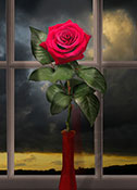 rose and sunset