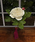 rose white