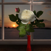 rose white sunset window