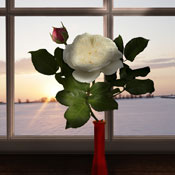 rose white sunset