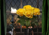 rose yellow