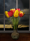 tulips and window
