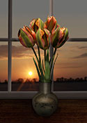 tulips and sunset