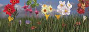 autumn-flower-scene-pano