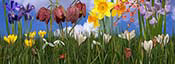 spring-flower-scene-pano