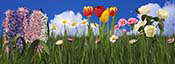 summer-flower-scene-pano