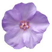 abutilon vitofolium