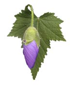 abutilon-vitofolium