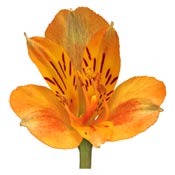 alstomeria-orange