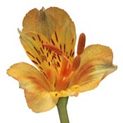 alstomeria-orange