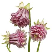 aquilegia-pink