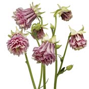aquilegia-Tower-Light