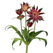 astrantia