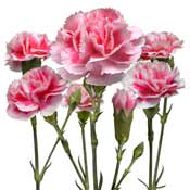 carnations