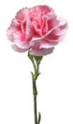 carnation-pink-white