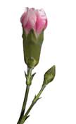 carnation-youg