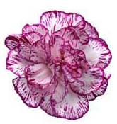 carnation