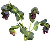 cerinthe