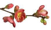chaenomeles